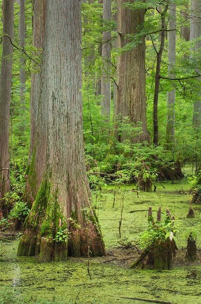 Cypress trees in Heron Pond-Cache River State Natural Area-Illinois